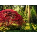 Heye Puzzle 1000 pcs Forest at sunset